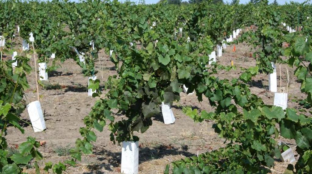 Young vines appear more susceptible to mite infestation.