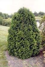Conifer E - American Arborvitae - $25 per packet of 25 Narrow, dense full to the ground Dark Green Scale-like