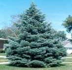 5" long, flat 30-50' (can grow to 100' or more) to Moderate I - Douglas Fir - $25 per packet of 25 Classical