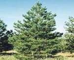 5" soft, flat Drought Tolerance: High J - Eastern White Pine - $25 per packet of 25 Pyramidal - opens with age