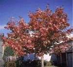 Deciduous U - Chinese Chestnut - $15 per packet of 10 Fall
