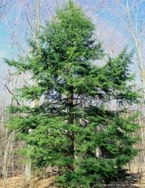 Well suited for shade, grows up to 70 feet tall. Prefers well-drained soils. (F) (15/$20.00) Concolor Fir (Abies concolor) 12-18 2-year seedling Also known as White Fir.