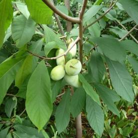 The Hazelnut is a wonderful source of food for human consumption and wildlife. This small fast growing tree will reach 10-15 feet in height. (F) (10/$14.
