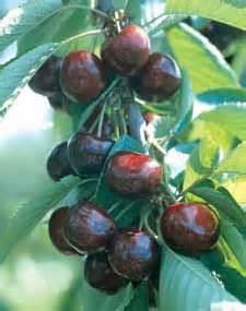 00) FRUIT TREES With only a small amount of space, any home gardener can enjoy a wide range of delicious fruits.