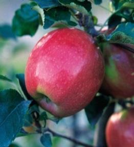 Northern Spy Honeycrisp Granny Smith Apple Trees Best to order 2 species for pollination.