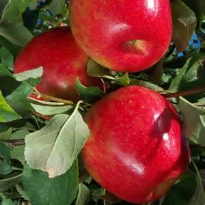 Granny Smith is a versatile apple, great for eating fresh, but is also a good apple for sweet and savory salads (since it does not go brown readily) and a good choice for apple