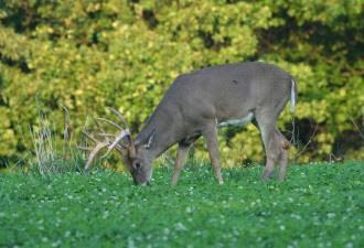 Keystone Big Buck Mix White Clover, Ladino, New Zealand, Alfalfa, Small Burnet Red Clover This mix of not-native legumes and forbs attract deer year-round. Seedling Rate 30 lb. per acre, or 1 lb.