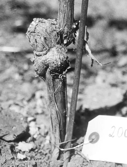 6 Poor training of young vines can result in constriction of the trunk, which will ultimately cause red leaf symptoms and stunting.
