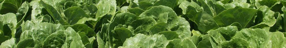 LETTUCE FRAME SIZE COLOUR PRODUCTION PERIOD RESISTANCES BOLTING TOLERANCE COS CAPOEIRA Habanera-type mini cos with improved tip burn resistance & erect plant habit for twin pack market.