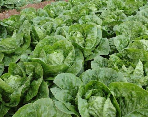 A high number of wrapper leaves which are dark green with very thick texture making this a versatile and robust variety. Ideal for Sth QLD winters.