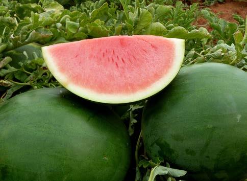 Mid 7-9kg Round - oval dark green Bright red POLLENIZOR SIDE KICK Used to replace seeded melons