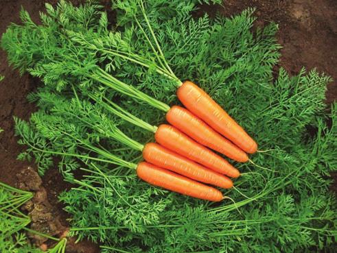 Cylindroconical TRITON F1 BUNCHING CARROT ª