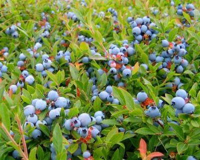 Background In Nova Scotia wild blueberries are the #1 fruit crop in terms of acreage, export sales and total