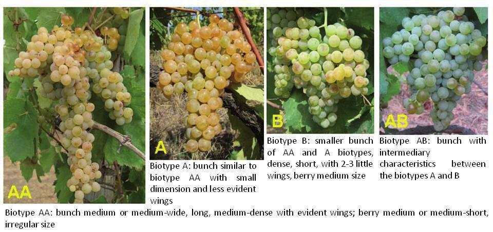 Inter- and Intra-Varietal Genetic Variability in Vitis vinifera L. http://dx.doi.org/10.