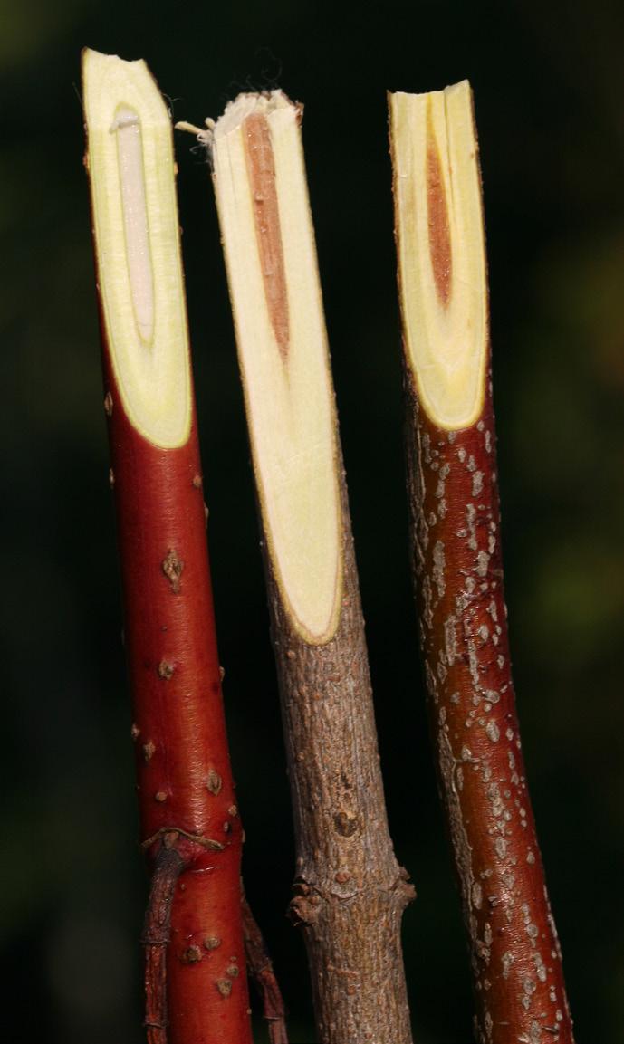 Steve D. Eggers Comparison of Dogwood Twigs Red-osier dogwood (Cornus sericea) with red twigs and white pith is on the left. Gray dogwood (C.