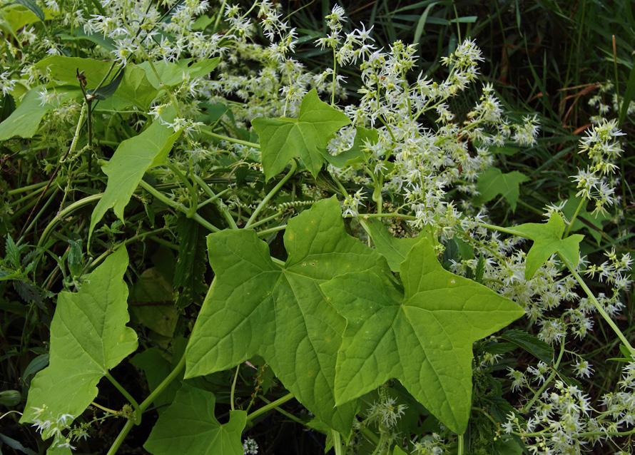 WILD CUCUMBER (Echinocystis lobata (Michx.) T. & G.) GOURD FAMILY (Curcurbitaceae) C of C: Native (2) IND. STATUS: FACW FIELD CHARACTERISTICS: An annual, vining herb to 5 m. or more in length.