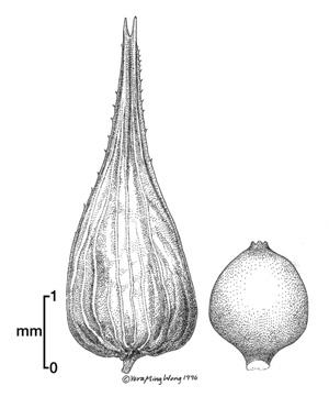 Perigynium and nutlet. Steve D. Eggers STALK-GRAIN SEDGE (Carex stipata Muhl.) SEDGE FAMILY (Cyperaceae) C of C: Native (3) IND.