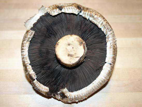 Preparing the Portabella Mushroom Cap Thoroughly wash or brush the mushroom, taking care not to break the cap. Using a paring knife, remove the stem and as much of the gills as possible.