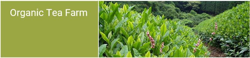 Introduction to organic Japanese tea If you walk around at both an organic tea farm and a non-organic tea farm in the summer season, you will quickly understand that an organic tea farm lives