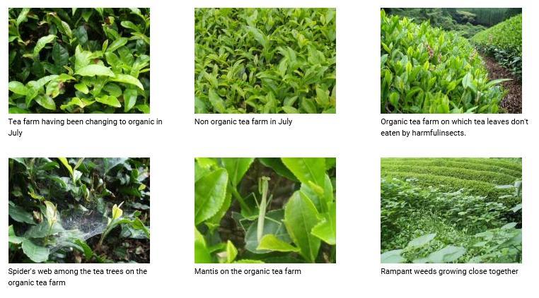 tea farm tries to control the ecosystem. Meanwhile you will realize the advancement and the economic efficiency of modern cultivation.