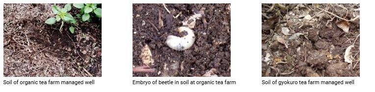 Large quantities of organic fertilizer make the soil soft and more airy. This is true for both organic and non-organic tea farms.