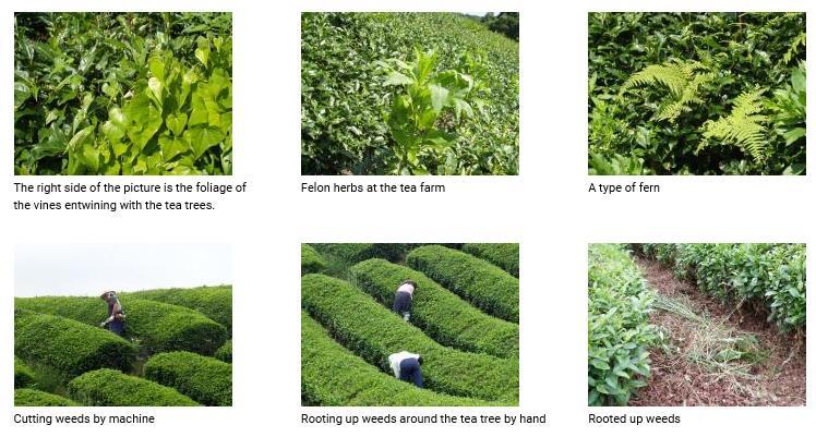 Most weeding work is done not by machine but by hand. To prevent the weeds from absorbing nutrients from the fertilizer, weeds growing near the tea trees must be quickly rooted up.