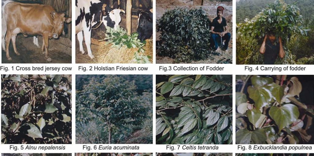 CHHETRI: SOME FODDER YIELDING TREES OF MEGHALAYA 787 documented (Figs. 5-15).