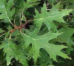 White Oak (Quercus alba) - One of the most attractive oak trees. Slow-growing, long-lived hardwood. Leaves with round lobes.