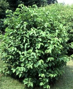 Plant in sunny locations. Mature height: 30 ft. American Hazelnut (Corylus americana) - This strong, deciduous, multistemmed shrub, is also known as filbert.