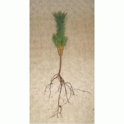Transplants: Transplants are older seedlings that have been moved to a transplant bed for a year or more. Transplants are larger, sturdier, and have more established root systems.