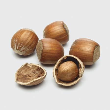 $45/packet Nut Packet contains 10 seedlings, 6-12 in height, 2 of each: red oak, black walnut, white oak, American chestnut, and American hazelnut.