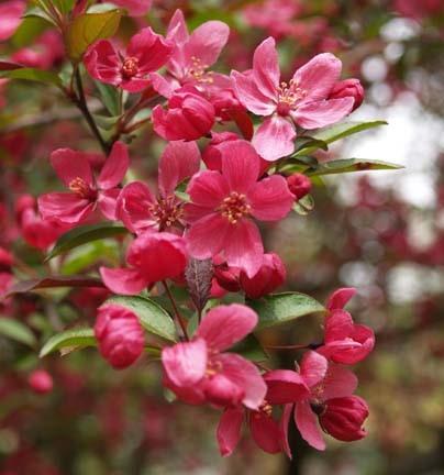 American Crabapple (Malus coronaria) This native crabapple produces abundant, fragrant, white flowers in the spring.