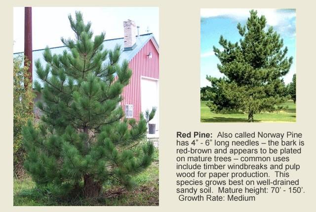 for cross-pollination plant in clusters. Mature height: 5-15 ft. Conifer Trees Red Pine (Pinus resinosa) - Grows well in sandy soils, full sun to light shade.