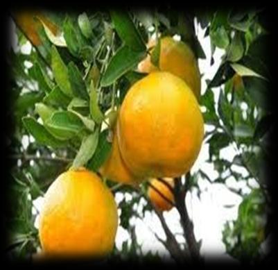 Mandarin orchards to reduce