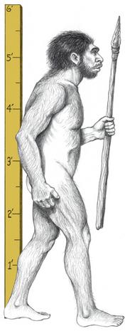 2.5. Homo Sapiens Neanderthalensis: Neanderthal Man Homo sapiens neanderthalensis In 1856, some mine workers in Germany s Neander Valley found a skeleton.