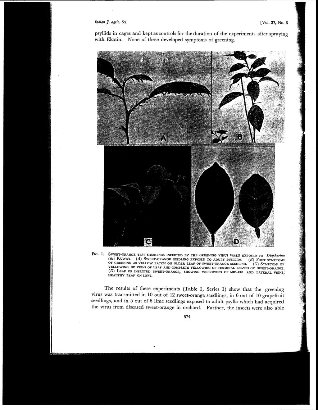 Indian J. agtic. Sci. [Vol. 37, No.6 psyllids in cages and kept as controls for the duration of the experiments after spraying with Ekatin. None of these developed symptoms of greening. FIG. 1.