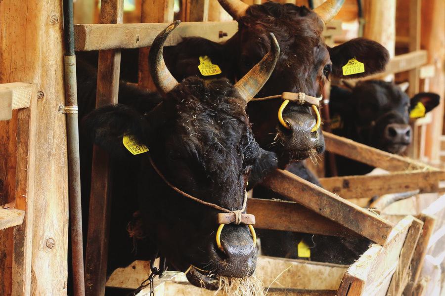 Stellar is the first restaurant in Singapore to have its own Tajima cattle reared in northern Victoria, Australia.