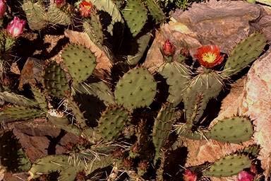 Instead, the plant propagates itself by means of its pads, which break off and take root in nearby soil. Where is the Eastern Prickly Pear Cactus found?