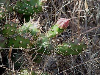 Home owners who have planted eastern prickly pear cactus in sunny, dry spots (usually next to asphalt driveway s, ditches, or rock gardens, find many passer buyer s doing a double take to confirm