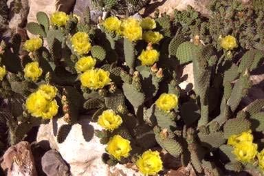In most cases, the price of the prickly pear cacti can be higher then traditional plants or perennials ( 3 gallon pot which a single cacti 3 in height may costs as much as $20), the