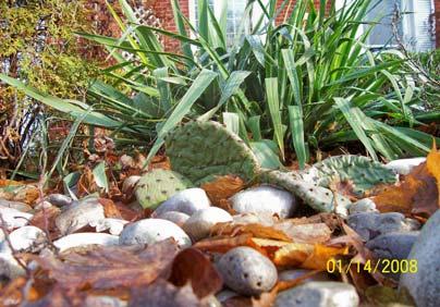 If you are interested in utilizing the services of Applewood Acres Gardening & Landscaping in creating a rock garden, using Yucca (Adam s Needle) and prickly pear cacti, along with other