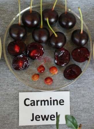 Carmine Jewel + Darkest Cherry + Earliest to ripen + Good Flavour + Productive + Good Mech