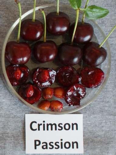 Crimson Passion + Excellent flavour + Best firm cherry - 25% winter damage - low vigour &