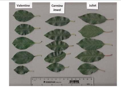 Juliet & Valentine Plant Breeders Rights Completed in