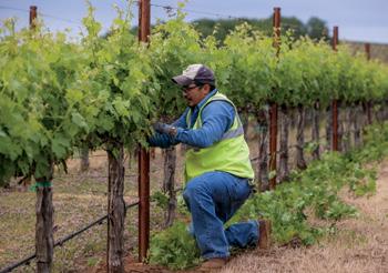 Because of these changes, the California Sustainable Winegrowing Alliance (CSWA) is establishing a new baseline using the 3 rd Edition Code criteria in order to measure and report on future progress.
