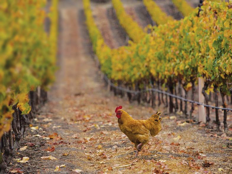 THE 2015 SUSTAINABILITY REPORT DATASET A growing number of California vintners and growers from winegrowing regions throughout the state are participating in the California Sustainable Winegrowing