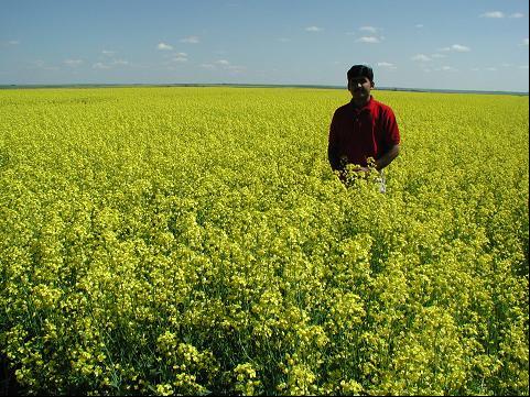 1 Optimizing the production of Brassica juncea canola, in comparison with other Brassica species, in different soil-climatic zones (Final Report) Y. Gan 1, S. S. Malhi 2, S. Brandt 3, F.