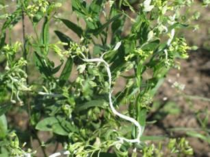 Camelina Agronomic challenges