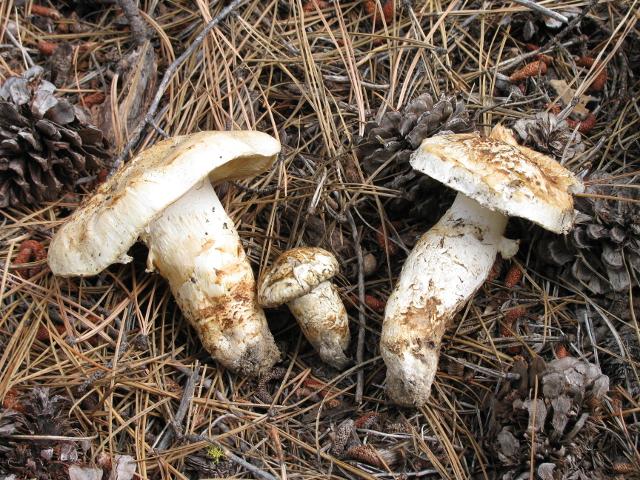 Identifying mushrooms Stem: Shape of the base Matsutake