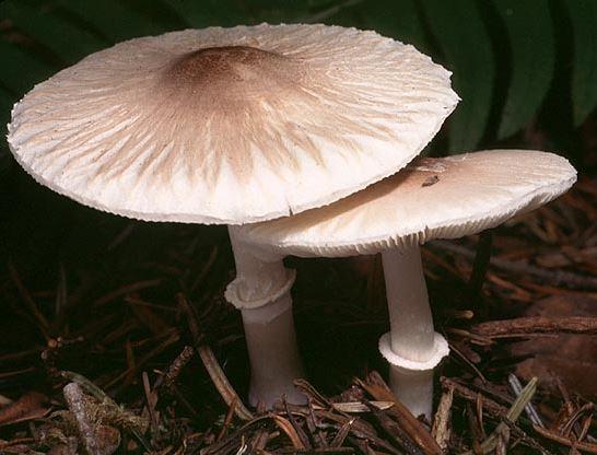Identifying mushrooms Veil (annulus)